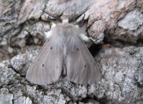 Muslin Moth