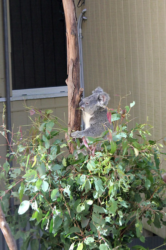 The only awake koala