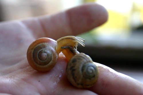 Snails' race I