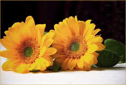 Sunflower  (Friends) by T.takako