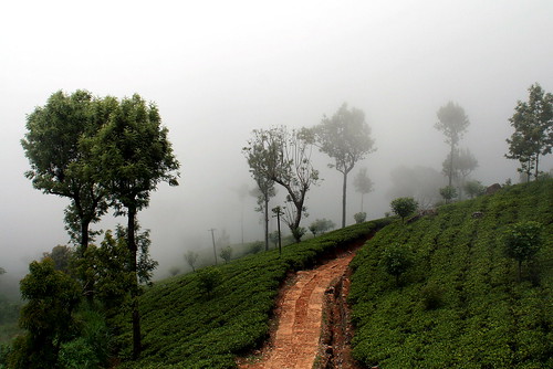 Побережье и горы Шри Ланки в фотографиях
