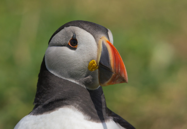puffin nesting close up 4