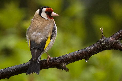 Goldfinch 10