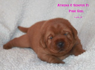Athena pups 2 weeks