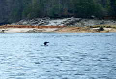 Loon on the Lake