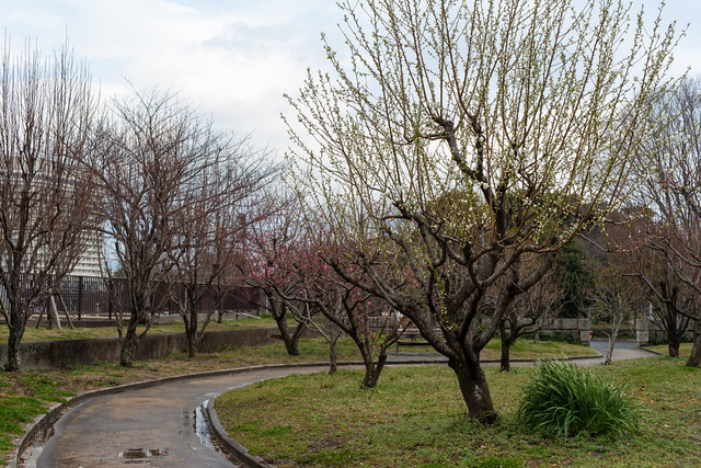 Osaka Castle Peach Garden