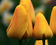Flowers. - Yellow. (1)