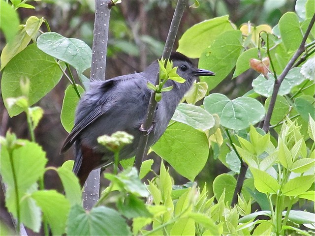 Gray Catbird at Ewing Park in Bloomington, IL 05
