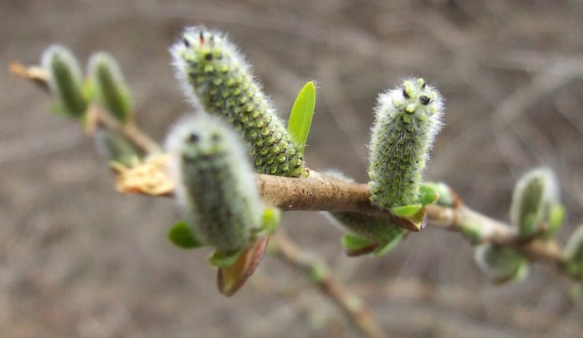 Rachita(Salix fragilis)