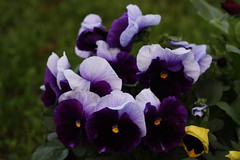Pansies in our garden by Cobra_11