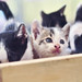 Box of Kitties