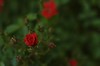 140/366: Rosa de pitiminí
