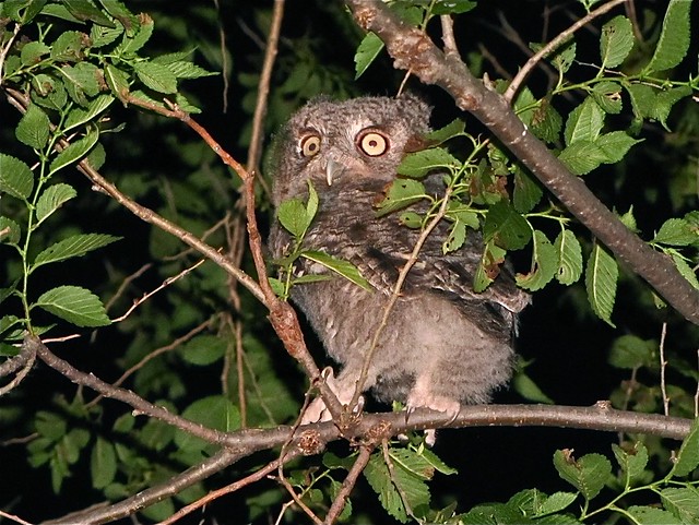 Eastern Screech-owl at Salem Ranch in Flanagan, IL 09