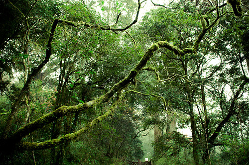 Forests of Alishan-4