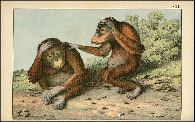 zoological chromolithograph - L'orang-outang