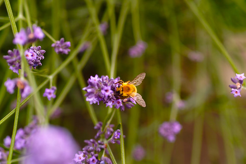 Lavender and a honeybee by leicadaisuki