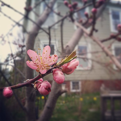 the peach tree blossomed early #maine #mainecoast #organicgarden #urbangarden