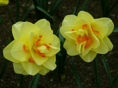 #2729 daffodils (æ°´ä»™)