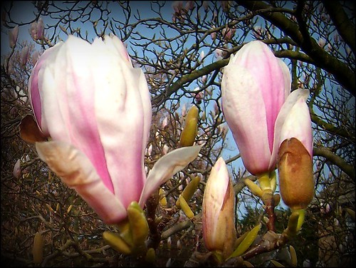 Magnolias .... by ****** Janet 1311 ******
