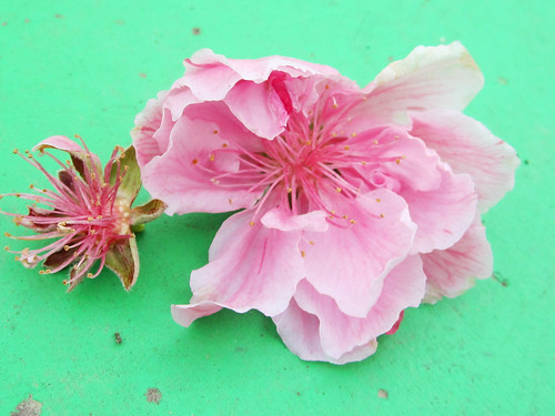 Fallen Pink Flower Blossom