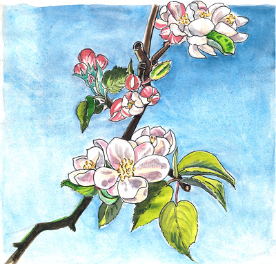 Apple blossoms in the wind - Pommier en fleurs dans le vent by alain bertin