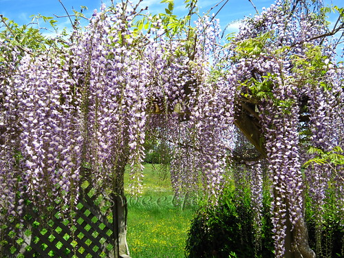 ♥♥♥ A Primavera no meu jardim! Feliz Quinta das Flores!! by sweetfelt \ ideias em feltro