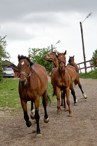 Kasztanka horses