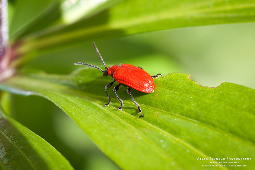 Scarlet lily beetle by aslakt