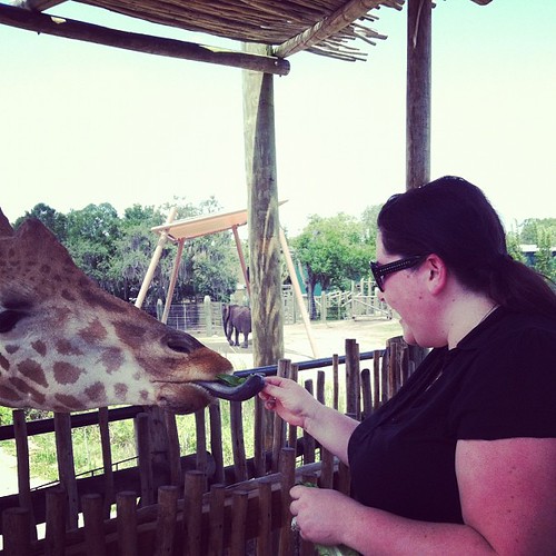 I'm feeding a giraffe!