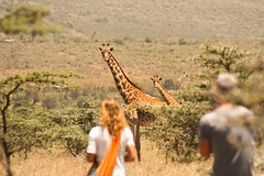 Maasai Giraffe Mar 2011