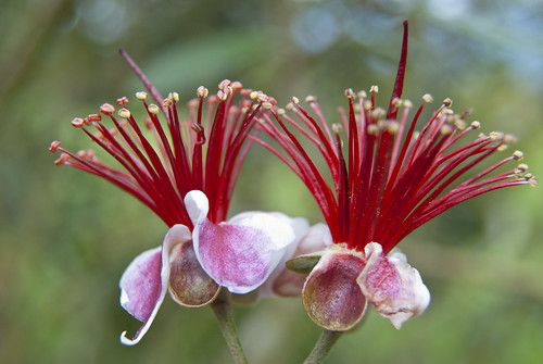 Flor de la feijoa (Acca sellowiana)