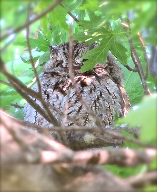 Eastern Screech-owl in Livingston County, IL 168