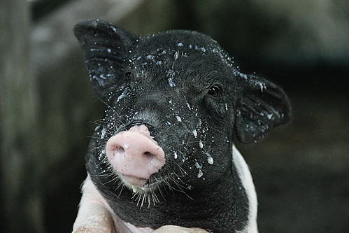 過度餵食的豬。（圖片來源：台灣動物平權促進會）