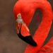 Flamingo Vermelho - Foto: Rê Sarmento