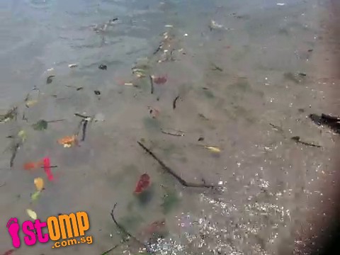 Beach-goer can't enjoy stroll along Changi shoreline as it's strewn with rubbish -data