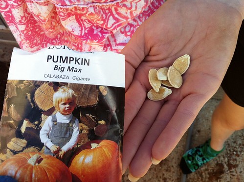 These are seeds for "Big Max" Pumpkins