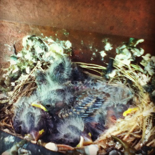 Baby birds! Good thing we plan on power washing the house soon (after the birds are gone obviously).