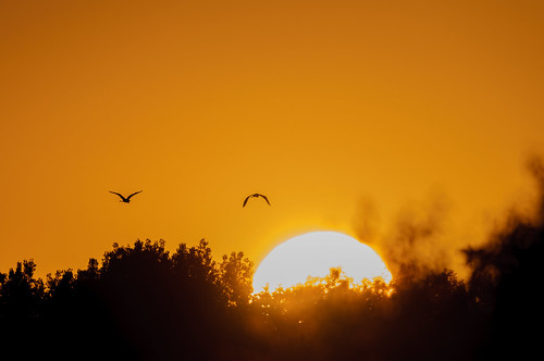 Egret Sunset_8271.jpg