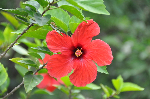 hibiscus by franbanks1
