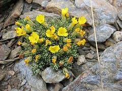 "Andrago" 一種生長於內華達山脈高海拔地區的植物。（格拉納達大學提供）