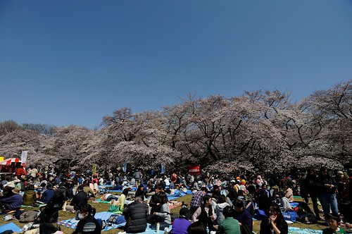 桜2012 小金井公園
