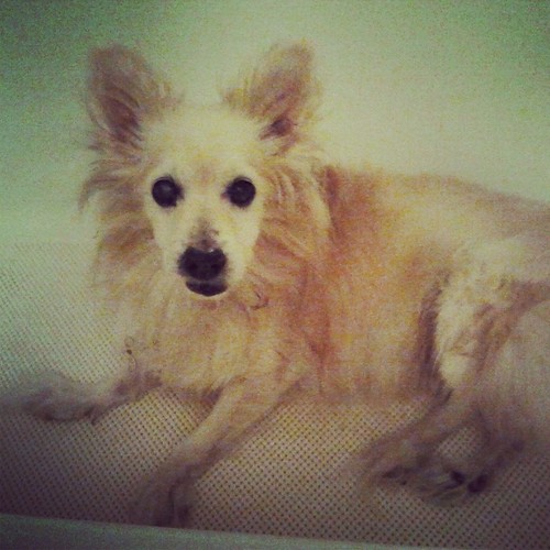 Smelly Dog Pending Bath by Jodi K.