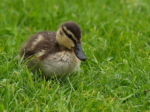 Duckling  by ~~Kay Musk ~~