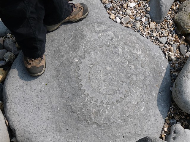 24271 - Fossil Ammonite, Lyme Regis