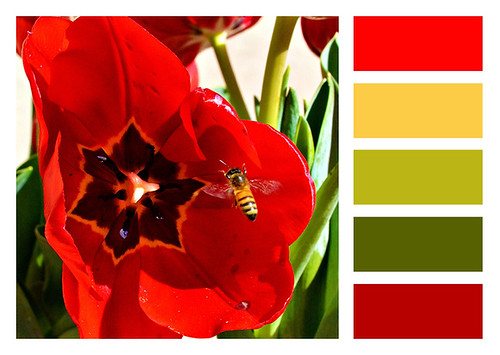 Tulip and Bee Colors