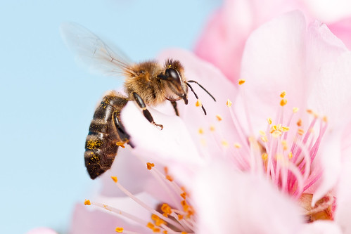 無料写真素材, 動物 , 昆虫, 蜂・ハチ, ミツバチ  