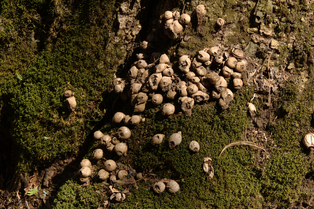 Weird Fungus