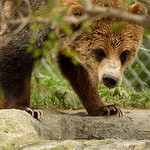 Grizzly on Close