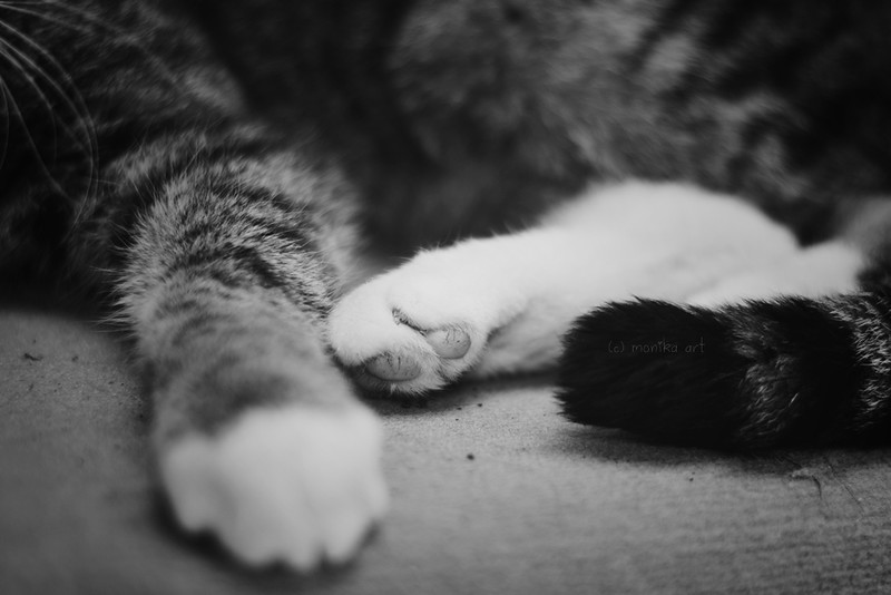 kitty feet
