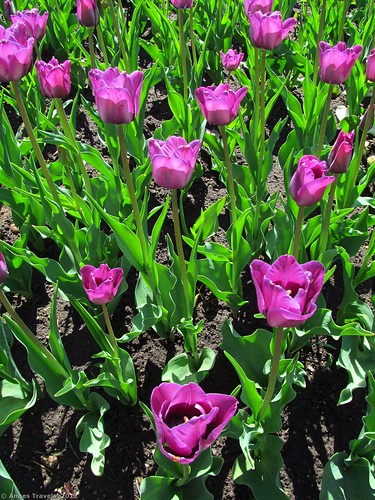"Purple Flag" Tulips in Major's Hill Park, Ottawa, Canada
